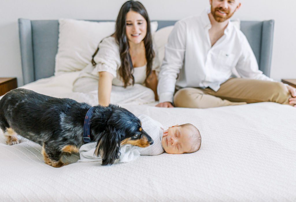 mom and dad sit at the head of the bed during a dallas lifestyle newborn session while dog sniffs newborn baby at the foot of the bed with mckinney newborn photographer ling waters photography